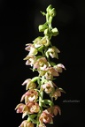 Breitblättrige Stendelwurz (Epipactis helleborine)